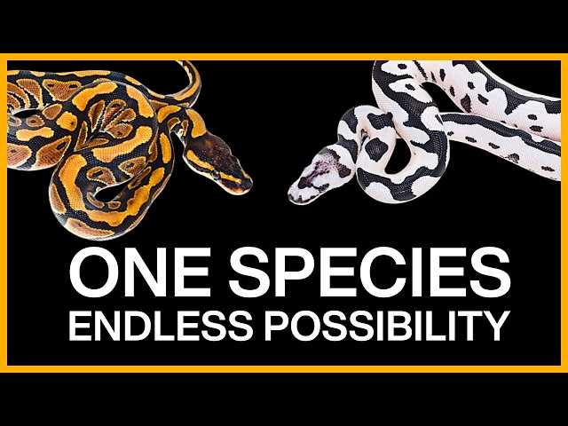 Ball Python Genetics EXPLAINED!🧬