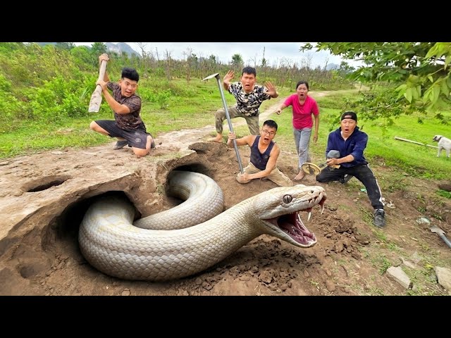 3 Brave Hunters Dig a Burrow and Catch a Giant White Python