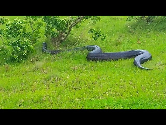 🐍🇮🇳 AGAIN PYTHON 2026 — VERY DANGEROUS? 😱🔥 | Python का नया दौर!