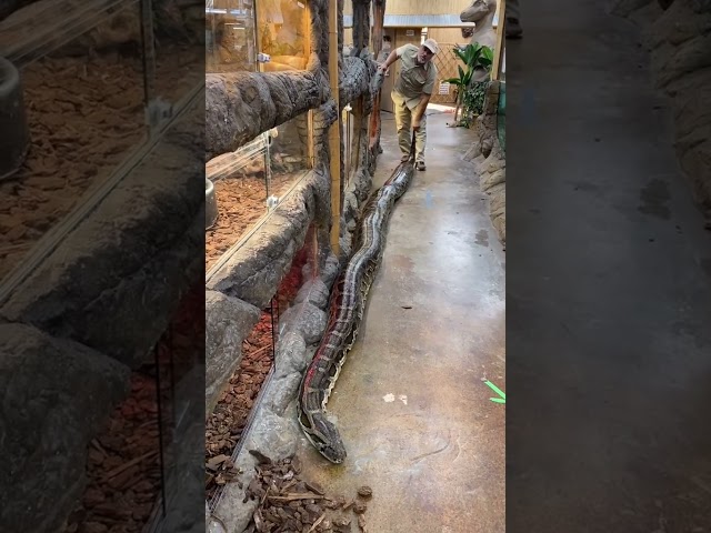 3rd largest snake in the world but this is a biiig one