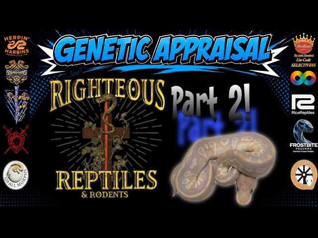 GENETIC APPRAISAL- BALL PYTHON MORPH ID & EXPLANATION  - FT. RIGHTEOUS REPTILES & RODENTS- PART 2
