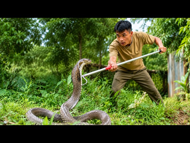 Man Faces a Giant King Cobra with Only a Snake Hook | Intense Snake Rescue in the Wild