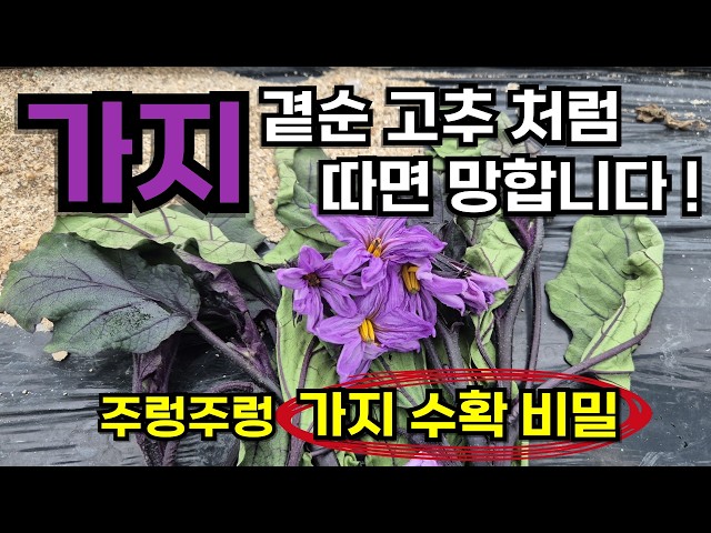 설마 가지 첫 꽃과 곁순 다 자르셨나요? 1그루에 100개 따는 진짜 곁순 정리법