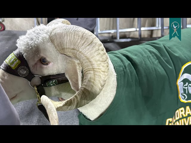 OCR | CSU Homecoming