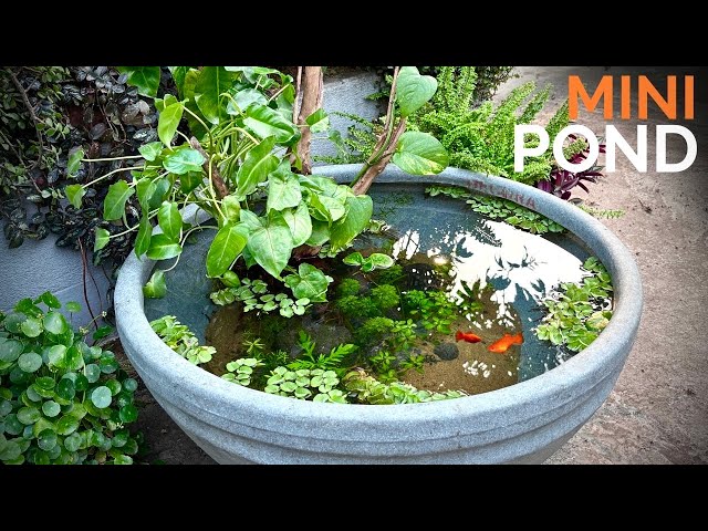 I Built a Natural Mini Pond 🌿🐟 on My Terrace for Platy Fish