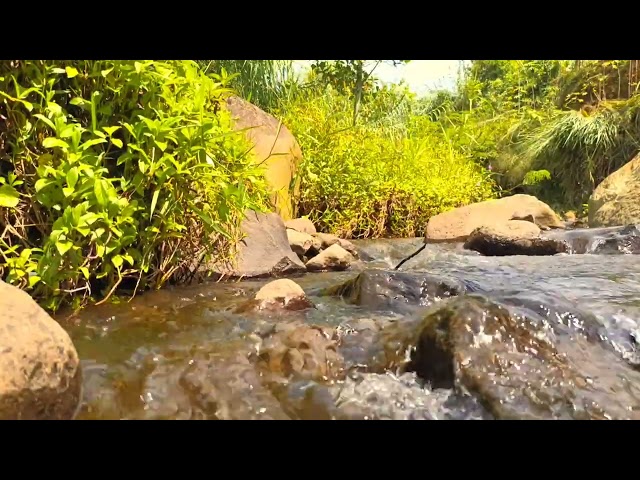 Wild River in Nature – Calming Background