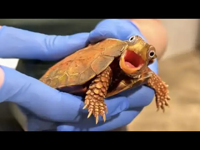 I Never Expected a Turtle to Be This Funny... 😂