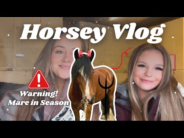 Afternoon Yard Vlog - & a mare in season!