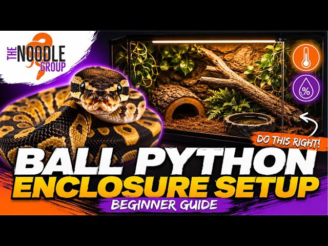 Stop Making These Ball Python Enclosure Mistakes!