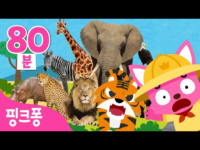 핑크퐁 정글 탐험대🐯동물 동요 | +모음집 | 아프리카 사바나, 와글와글 정글송, 몽키바나나, 하쿠나마타타 외 | 동물동요 총 모음 | 핑크퐁!인기동요