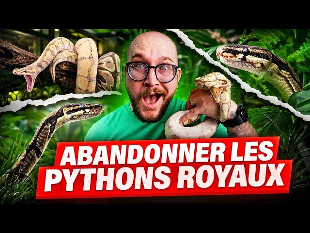 Pourquoi tout le monde abandonne les pythons royaux ? La vraie raison