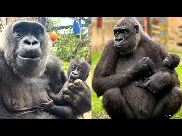 La forma en que las madres gorilas cuidan te conmoverá profundamente 💕 Un homenaje por el Día de ...