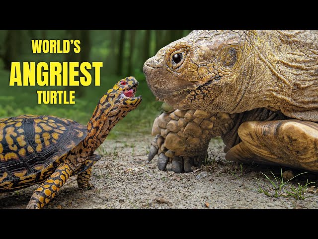 World Famous Turtle Attacks 100-Pound Giant Tortoise. But, Why?