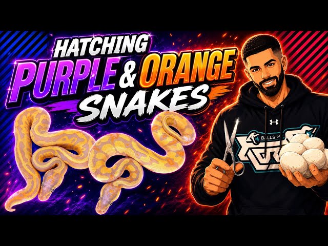 We Hatched PURPLE & ORANGE Ball Pythons!!