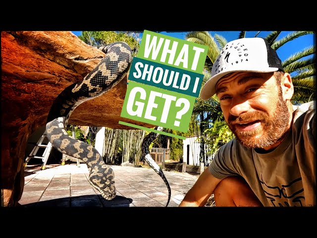 Time to get a NEW Snake!