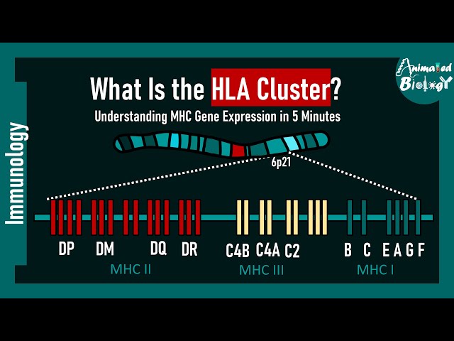 What Is the HLA Cluster? Understanding MHC Gene Expression in 5 Minutes | immunology