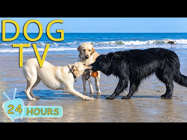 DOG TV: Best Entertain Videos for Dogs to Watch Help Happy When Home Alone - Funny Music for Dogs