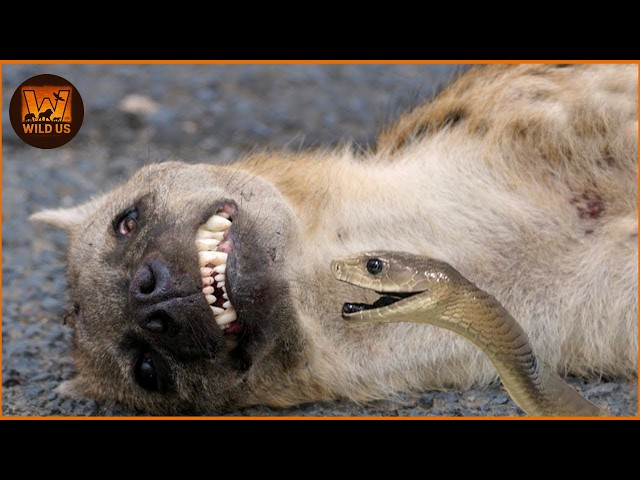 Deadliest Snake Attacks Caught on Camera | Wild Animals