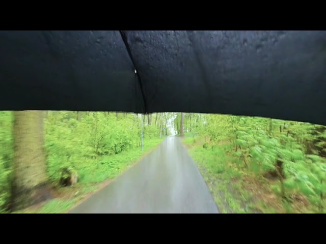 Walk in the Rain with Blackbirds (VR180, binaural sound)