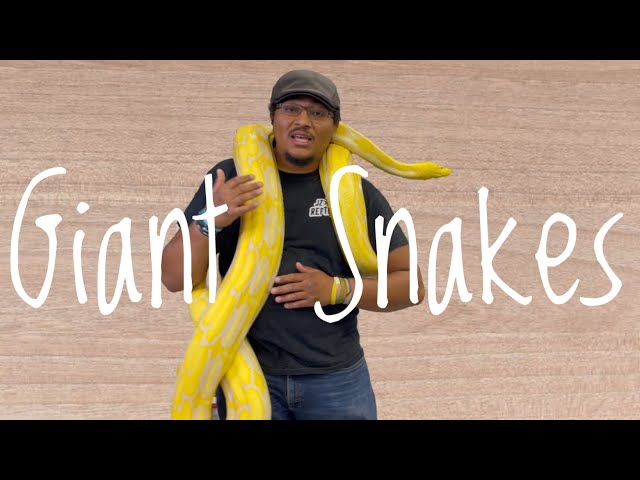 5 Giant Snakes As Good Pets…Or Are They?