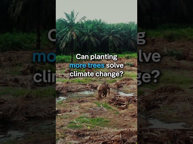 Can planting more trees solve climate change? | DW Documentary