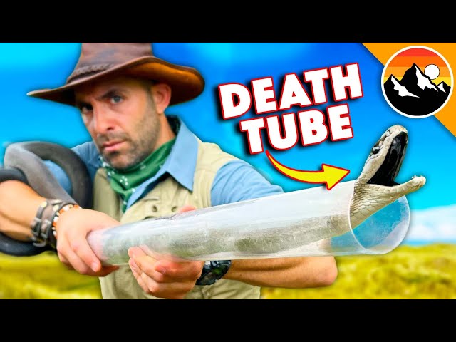 Black Mamba - World's Deadliest Snake Rescue!