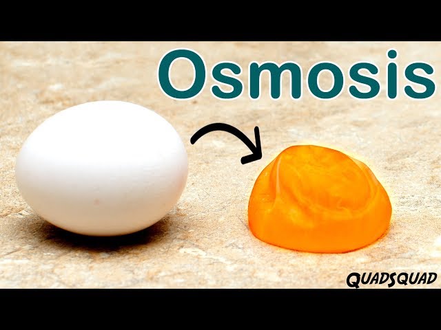 Eggs and Osmosis - A Fun Science Experiment