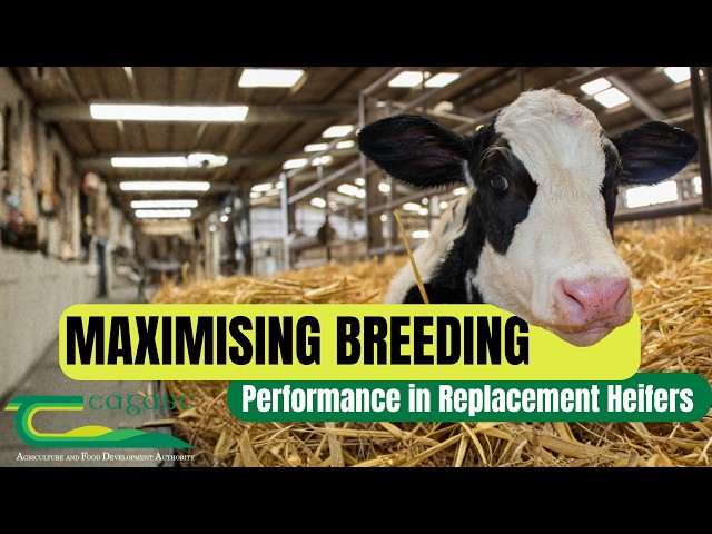 Maximising Breeding Performance in Replacement Heifers