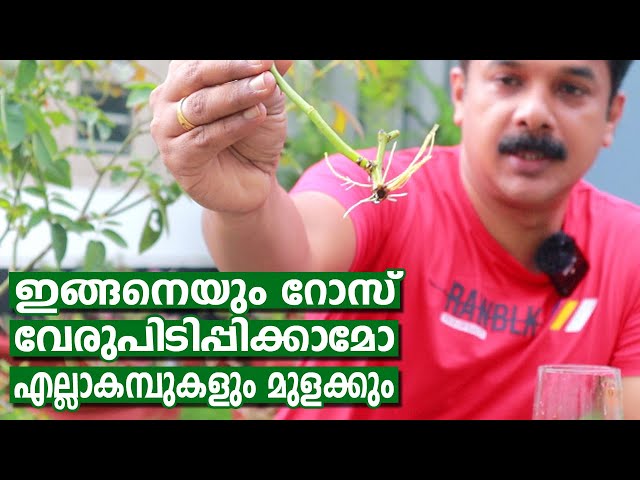 റോസാ കമ്പ് പെട്ടന്ന് വേരുപിടിക്കാൻ ഇങ്ങനെ ഒന്ന് ചെയ്തുനോക്കൂ | Rose from cutting Easy method