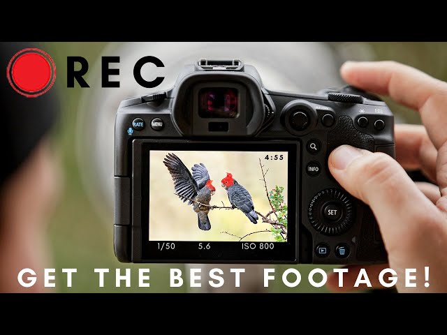 Filming Wildlife & Birds | Get the BEST Footage with these Tips!