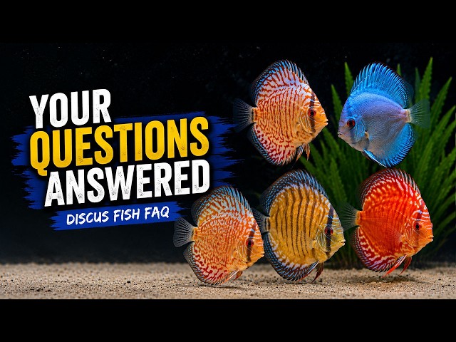 Before You Buy Discus Fish, Watch This!