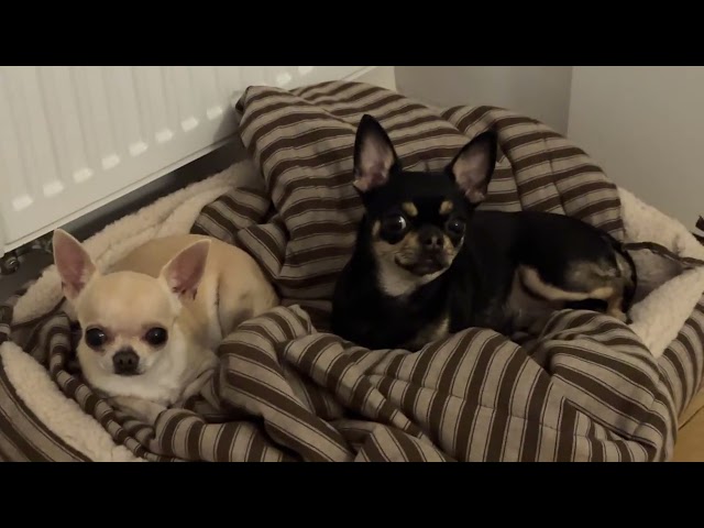 Two Chihuahuas Cuddling Will Melt Your Heart 🐶💕