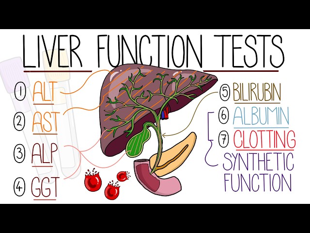 Liver Function Test Interpretation Explained Clearly