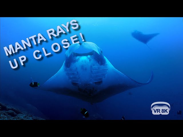 MANTA RAYS UP CLOSE!  In 8 K VR 180° stereo 3D