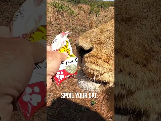 LION Reacts to Catnip | The Lion Whisperer #cat  #wildlifefun  #animals