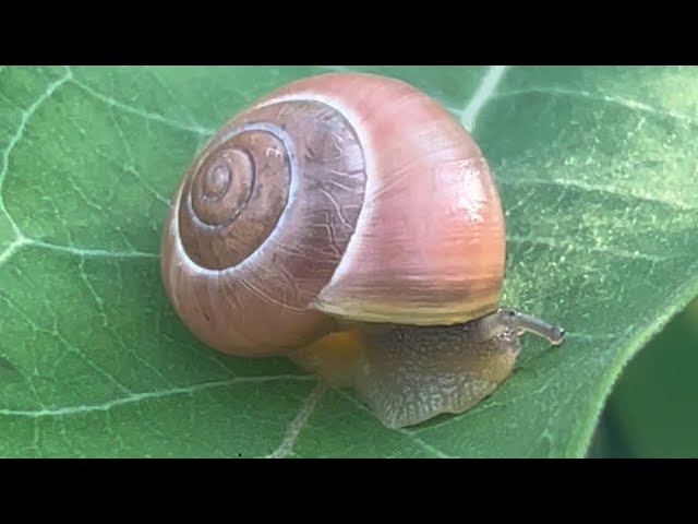 Beautiful View of a Snail 🐌 @PeacefulSentient
