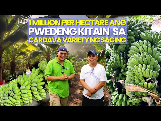 1 million/hectare Posibleng Kitain sa Cardava Variety na Saging