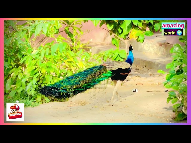 Peocock dance viral videos YouTube: amazing nature videos: wildlife photography videos: animals view