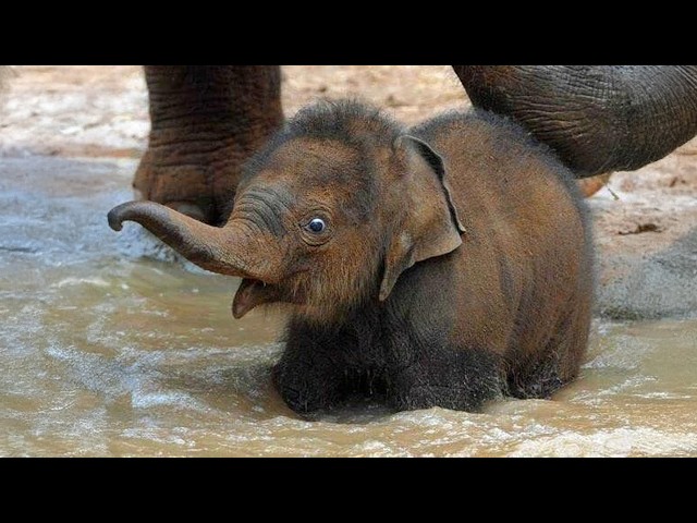Turns Out Elephants Are Actually Adorable and HILARIOUS! 🐘🤣 New Funniest Animal Videos