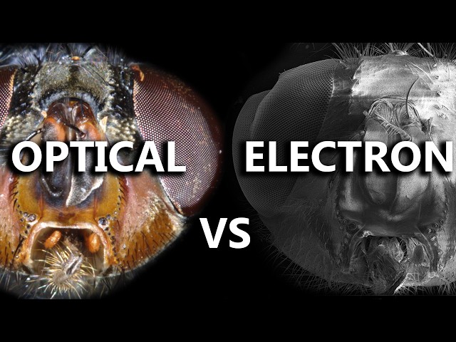 OPTICAL vs ELECTRON Microscope
