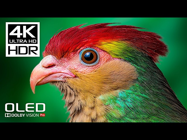 Best Dolby Vision 4K HDR Video ULTRA HD 120fps - Relaxing Music for Stress Relief