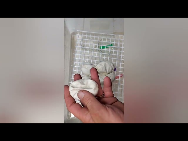 Clutch 22! Egg cutting. Highway x Pastel Freeway #ballpython #animals #snakes #pets #2025 #goals 