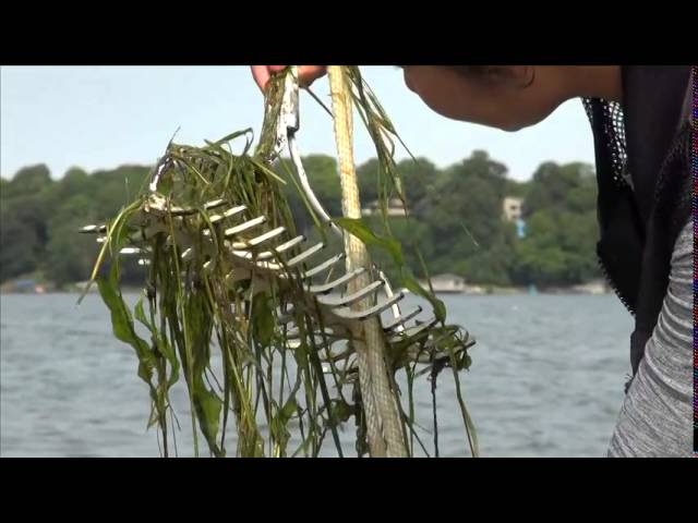 Minnesota waterways: Attack of the Zebra Mussels