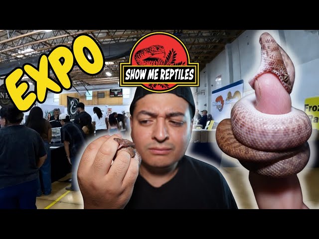 I went to a Reptile Expo and Bought another Dream Snake! ￼No Regrets! 