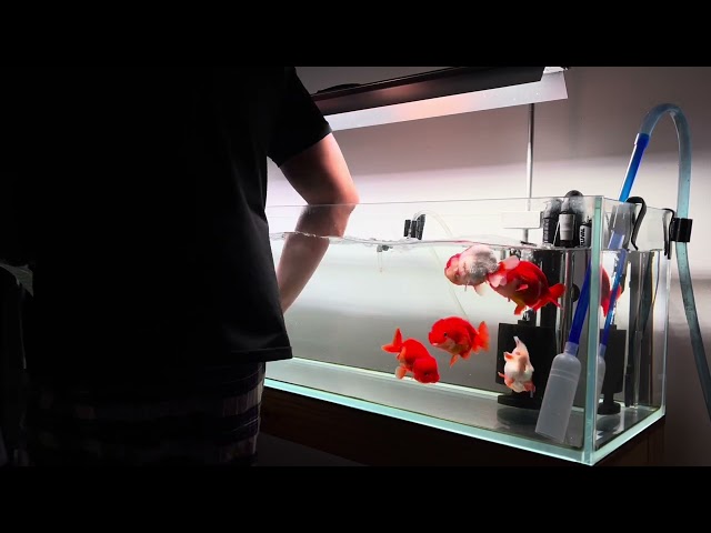 water change, ranchu tank 2023 @zakiranchu  #waterchange #asmr #aquarium #goldfishkeeper #ranchu