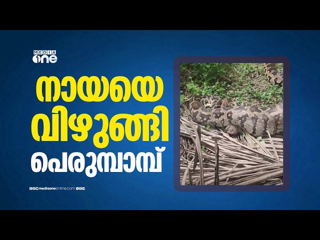 Python that swallowed a dog caught; weighs 25 kg