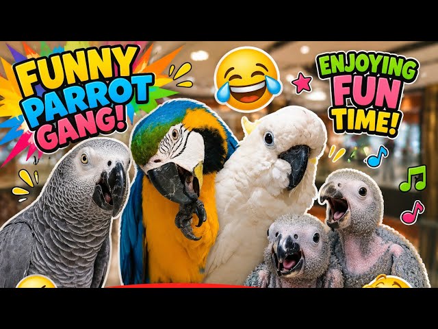 FUNNY PARROTS |Talking parrots|Grey Parrot Chicks |Macow |Cocatoo | Grey Parrots