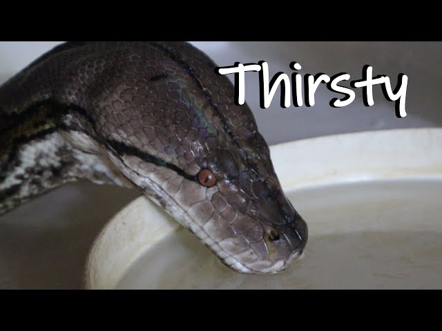 Reticulated Python Drinks Water