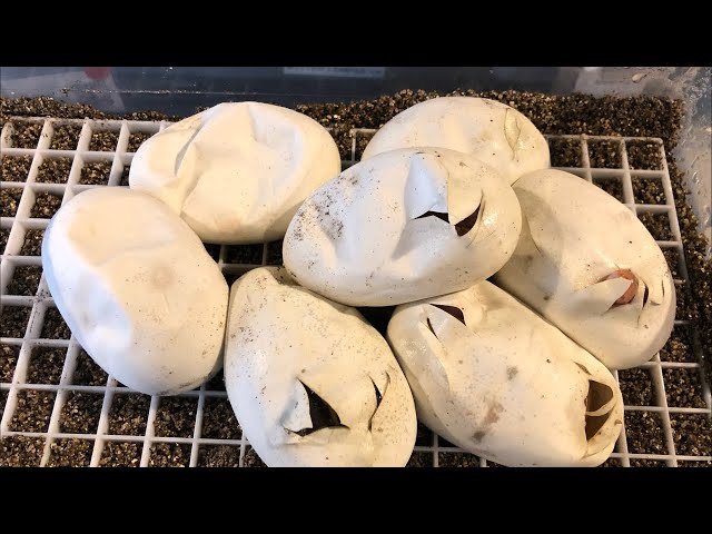 Great clutch cutting