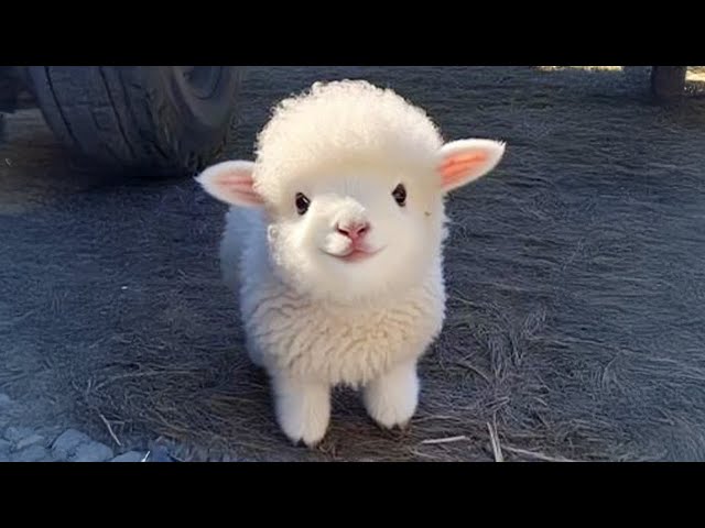 Exploring the Adorable World of Baby Animals 😍 Cute Animal Videos